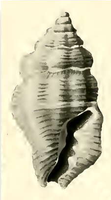 Image of Hemilienardia goubini (Hervier 1896)