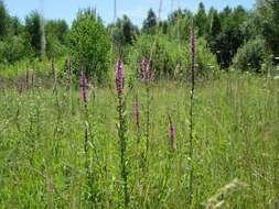 Image of Purple Loosestrife