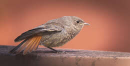 Image of Black Redstart