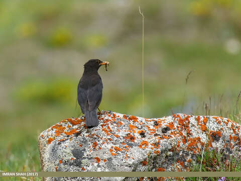 Image of Tibetan Blackbird