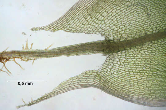 Image of common green bryum moss