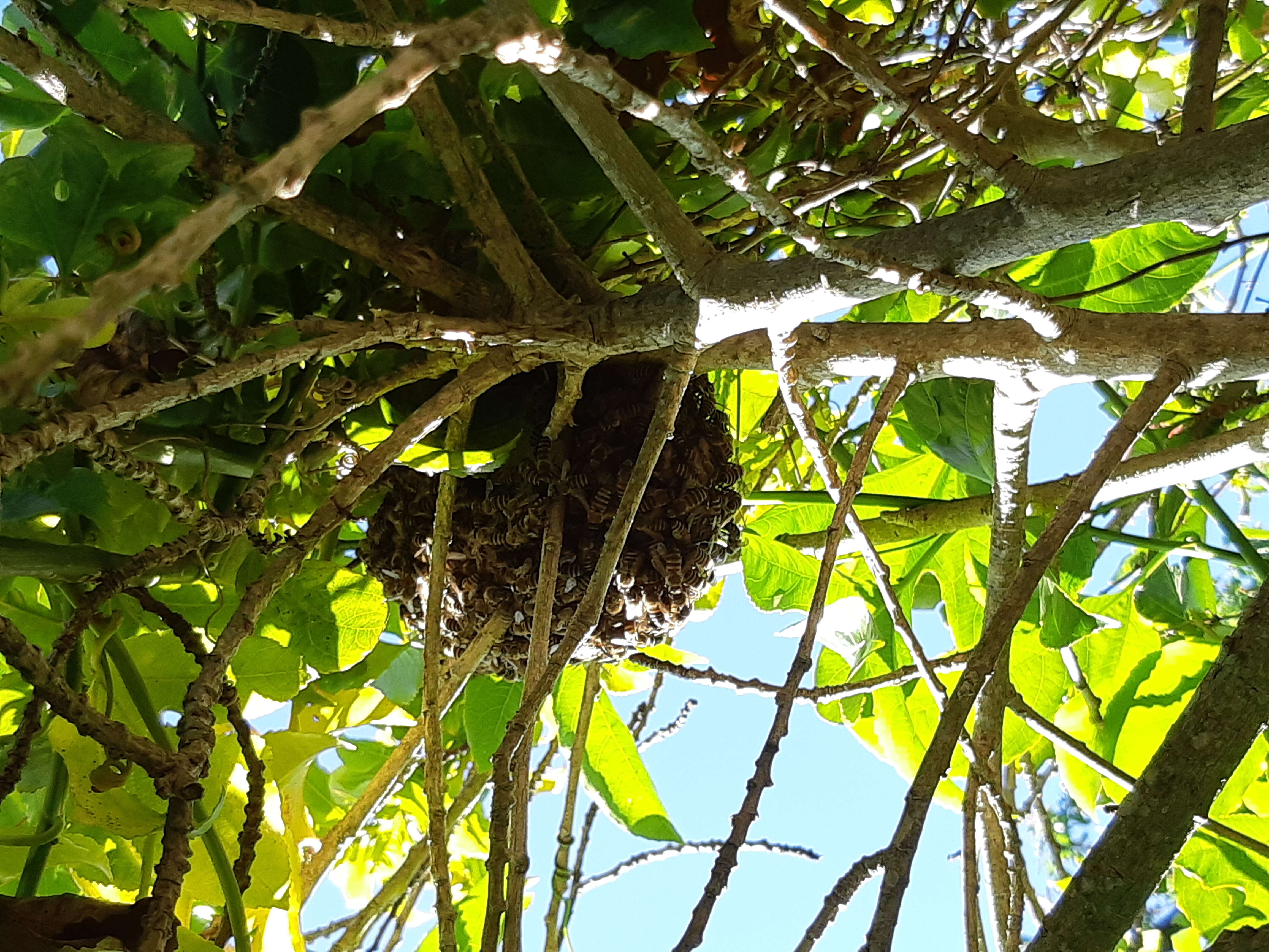 Image of Apis mellifera capensis