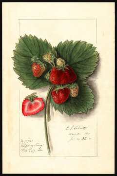 Image of strawberry