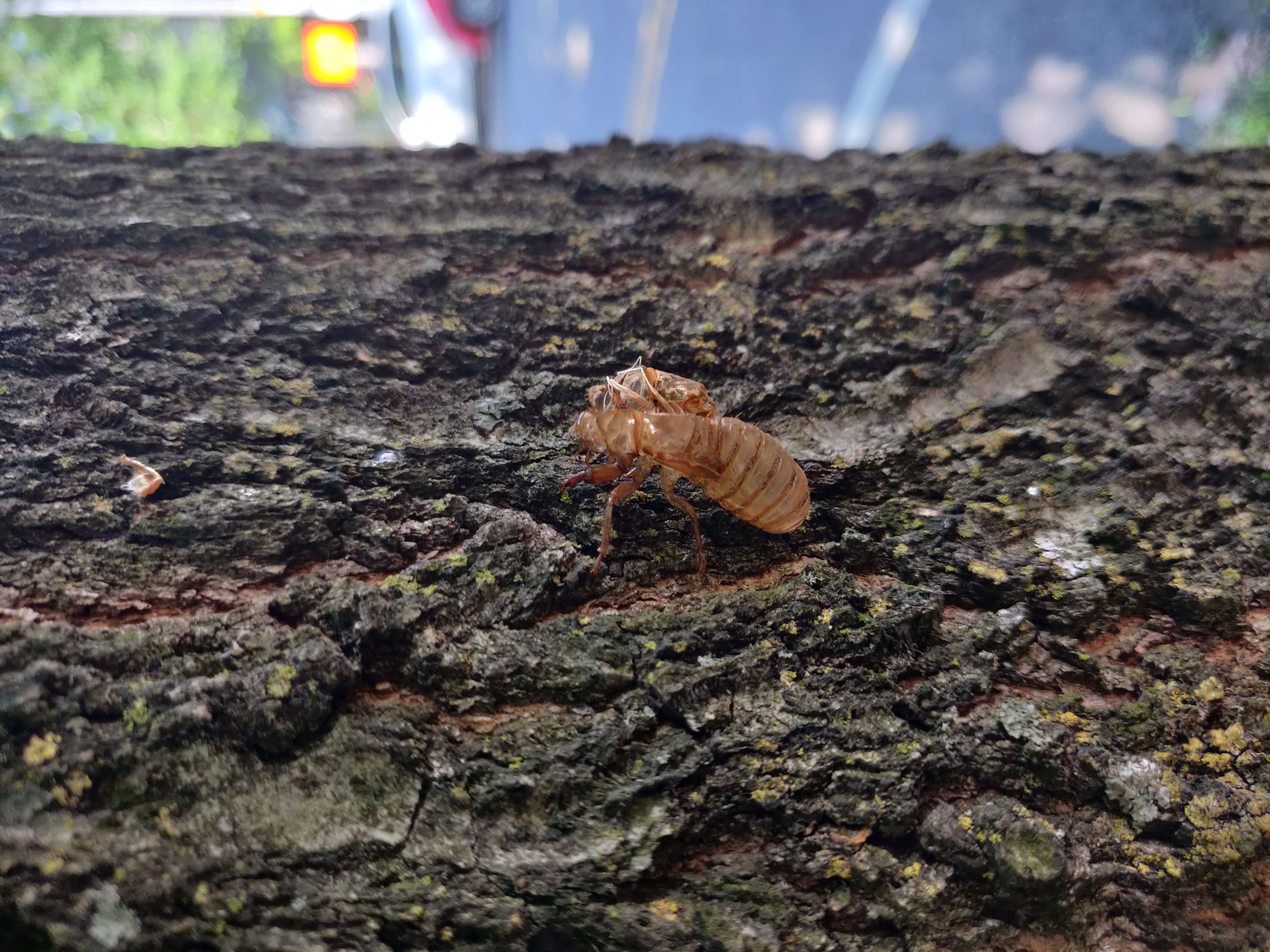 Image of Cicada