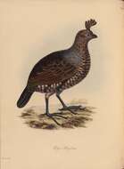 Imagem de Callipepla douglasii (Vigors 1829)