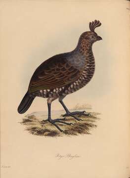 Image of Elegant Quail