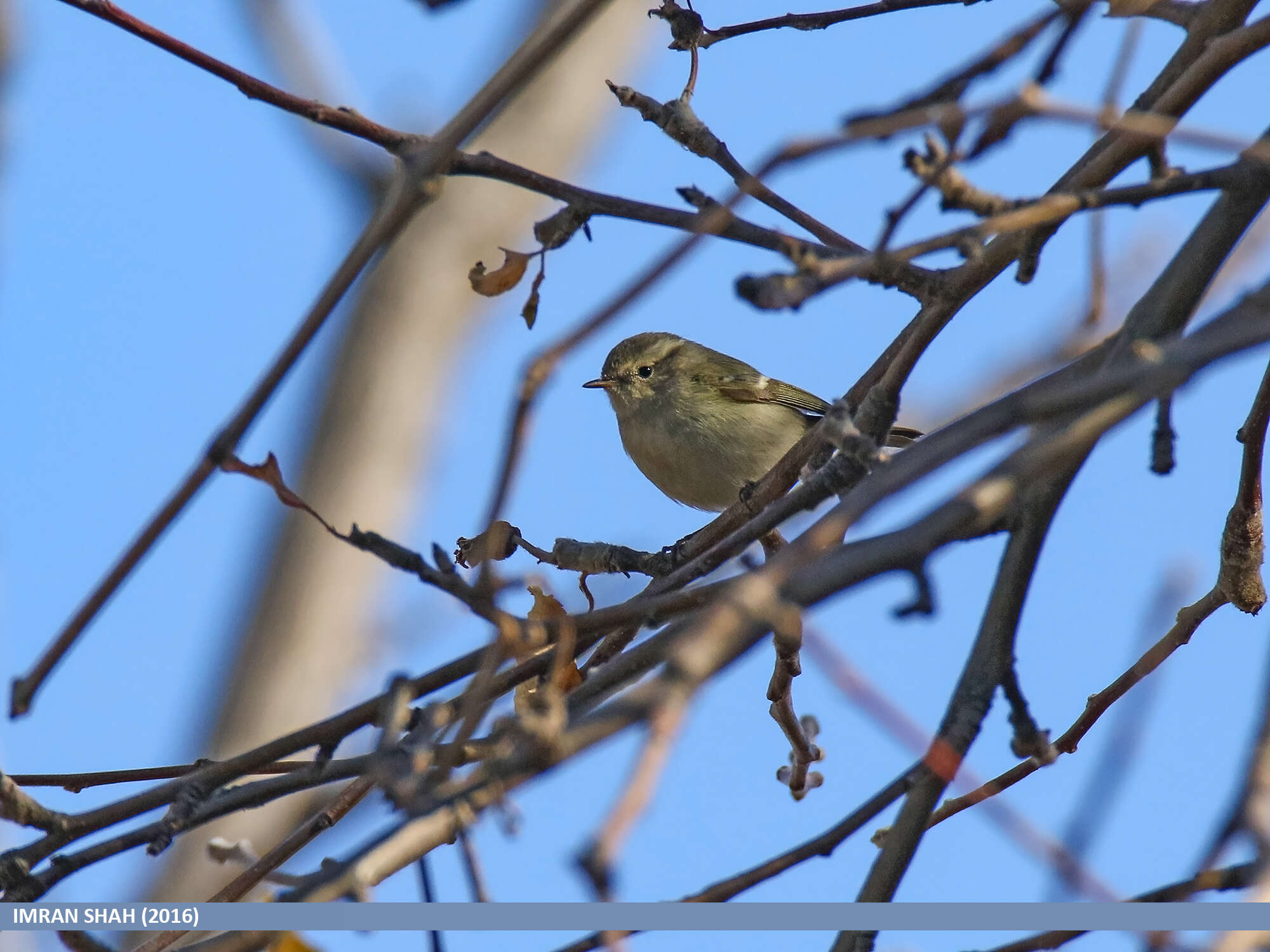 Plancia ëd Phylloscopus occipitalis (Blyth 1845)