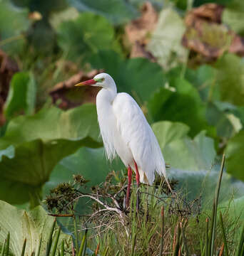 Image of Intermediate Egret