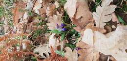 Image of Dog tooth lily