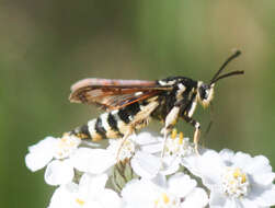 Image of Fireweed Clearwing Moth