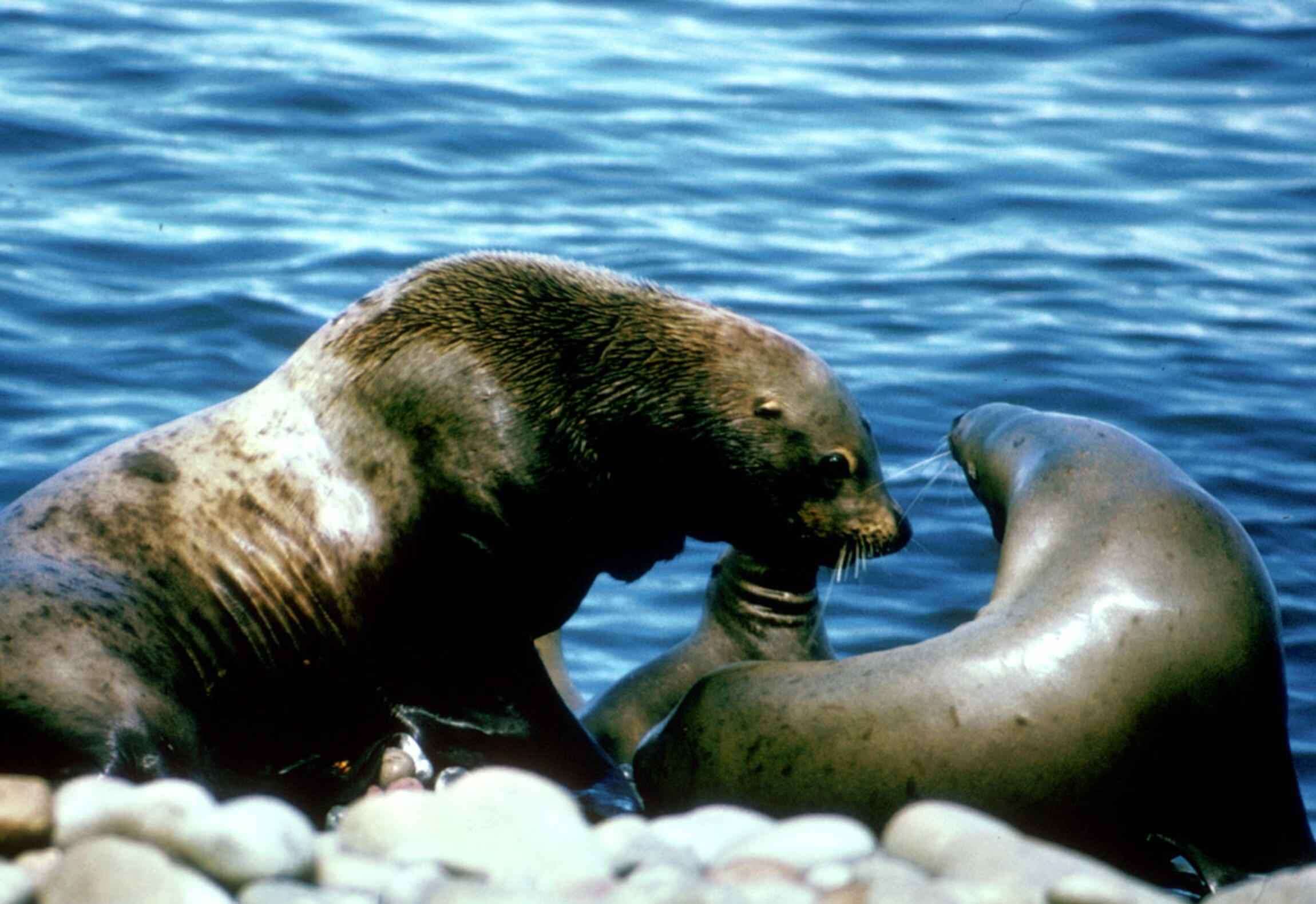 Image of northerns sea lions