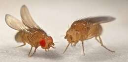 Image of fruit fly