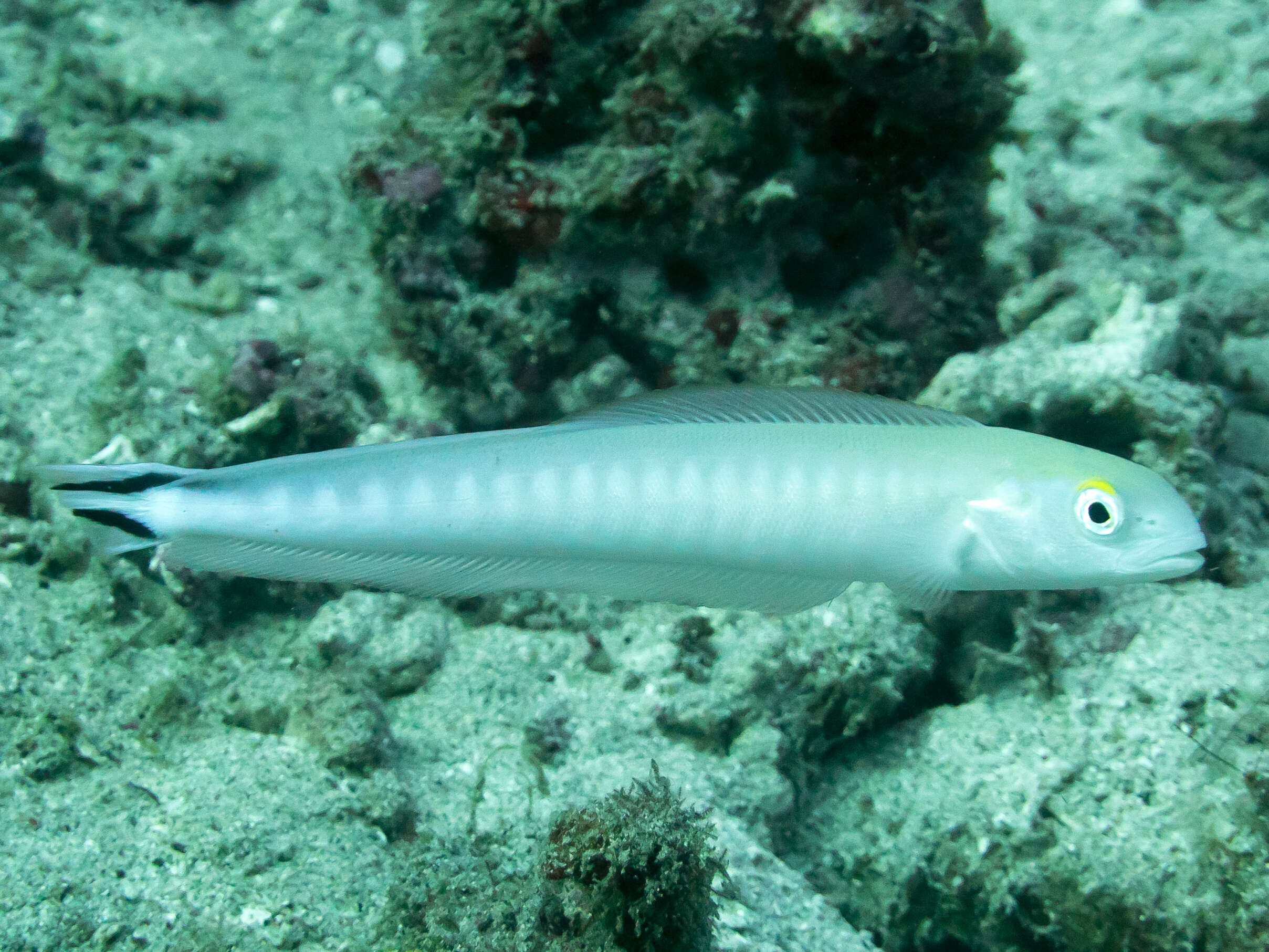 Image of Banded blanquillo