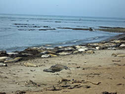 Image of Northern Elephant Seal