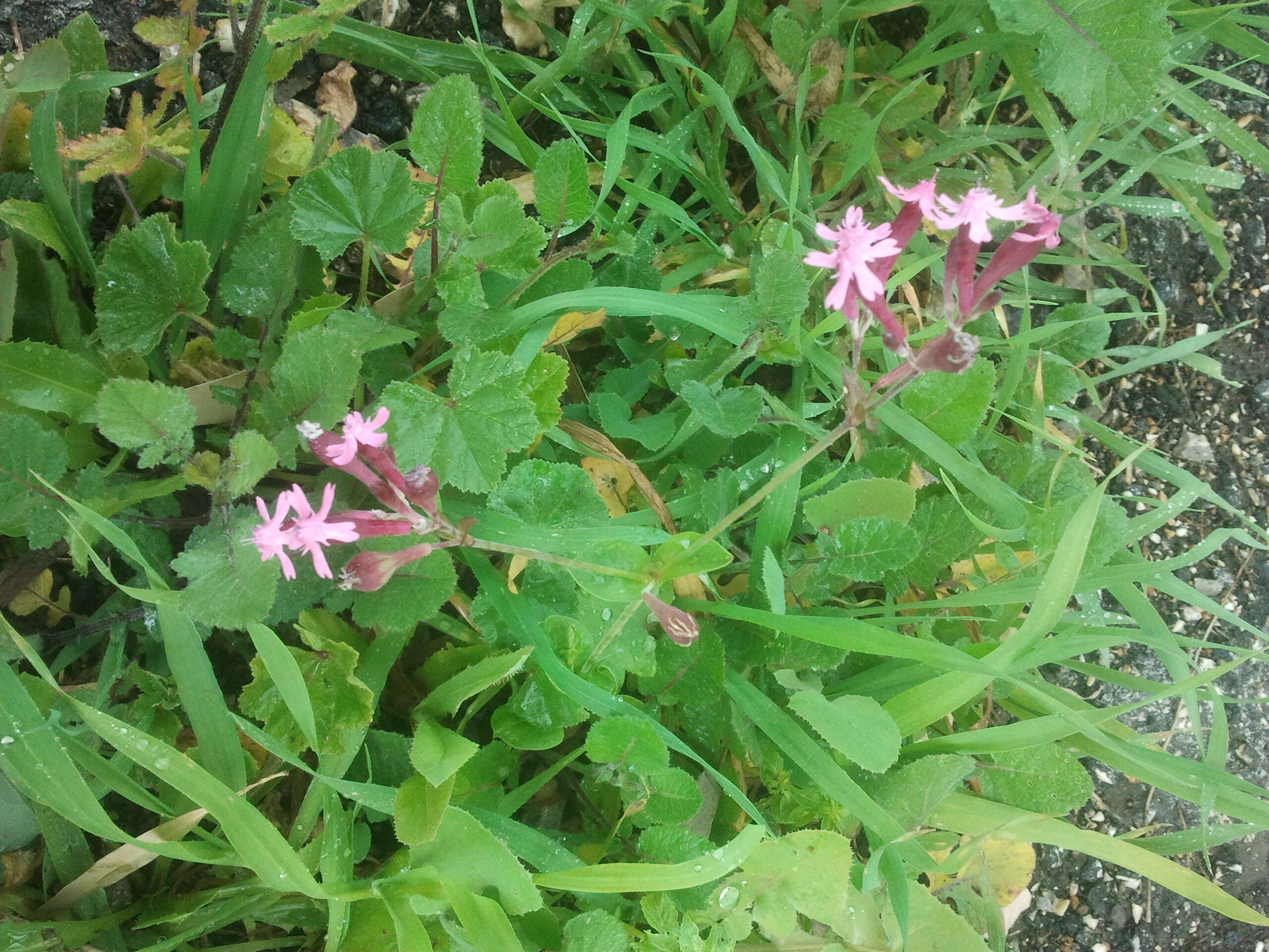 Silene aegyptiaca (L.) L. fil.的圖片