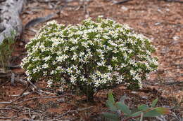 Image de Olearia muelleri (Sonder) Benth.