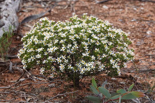 Image de Olearia muelleri (Sonder) Benth.