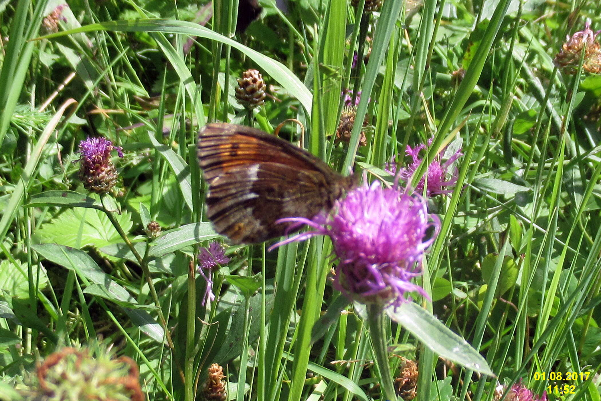 Image of Erebia euryale Esper 1777