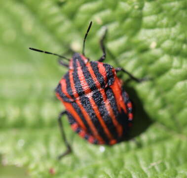 Image of <i>Graphosoma italicum</i>