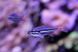 Image of Red-spot cardinalfish