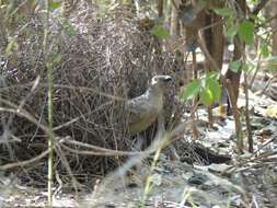 Image of Great Bowerbird