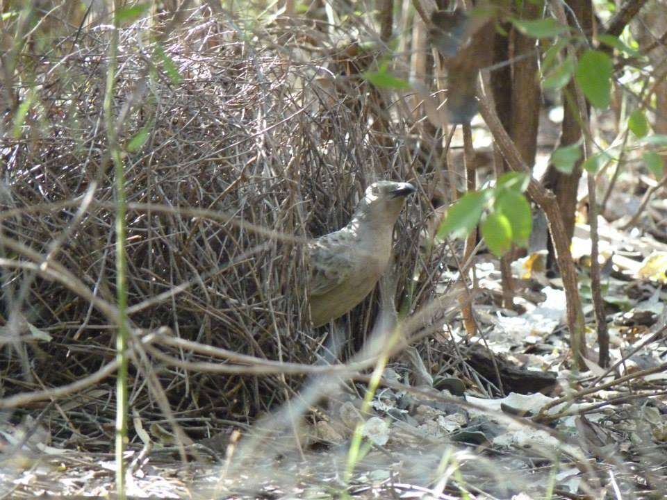 Image of Great Bowerbird