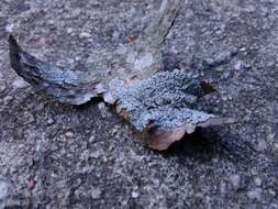 Image of starry rosette lichen
