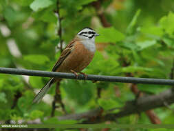 Image of European Rock Bunting