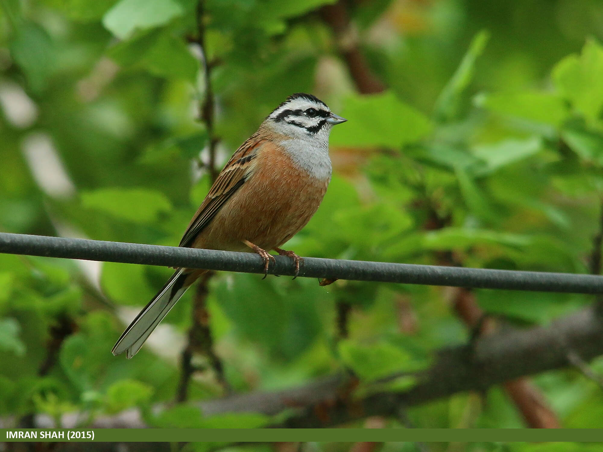 Image of European Rock Bunting