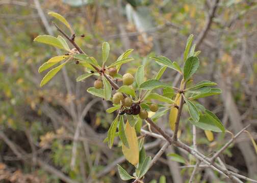 صورة Rhamnus crenulata Ait.