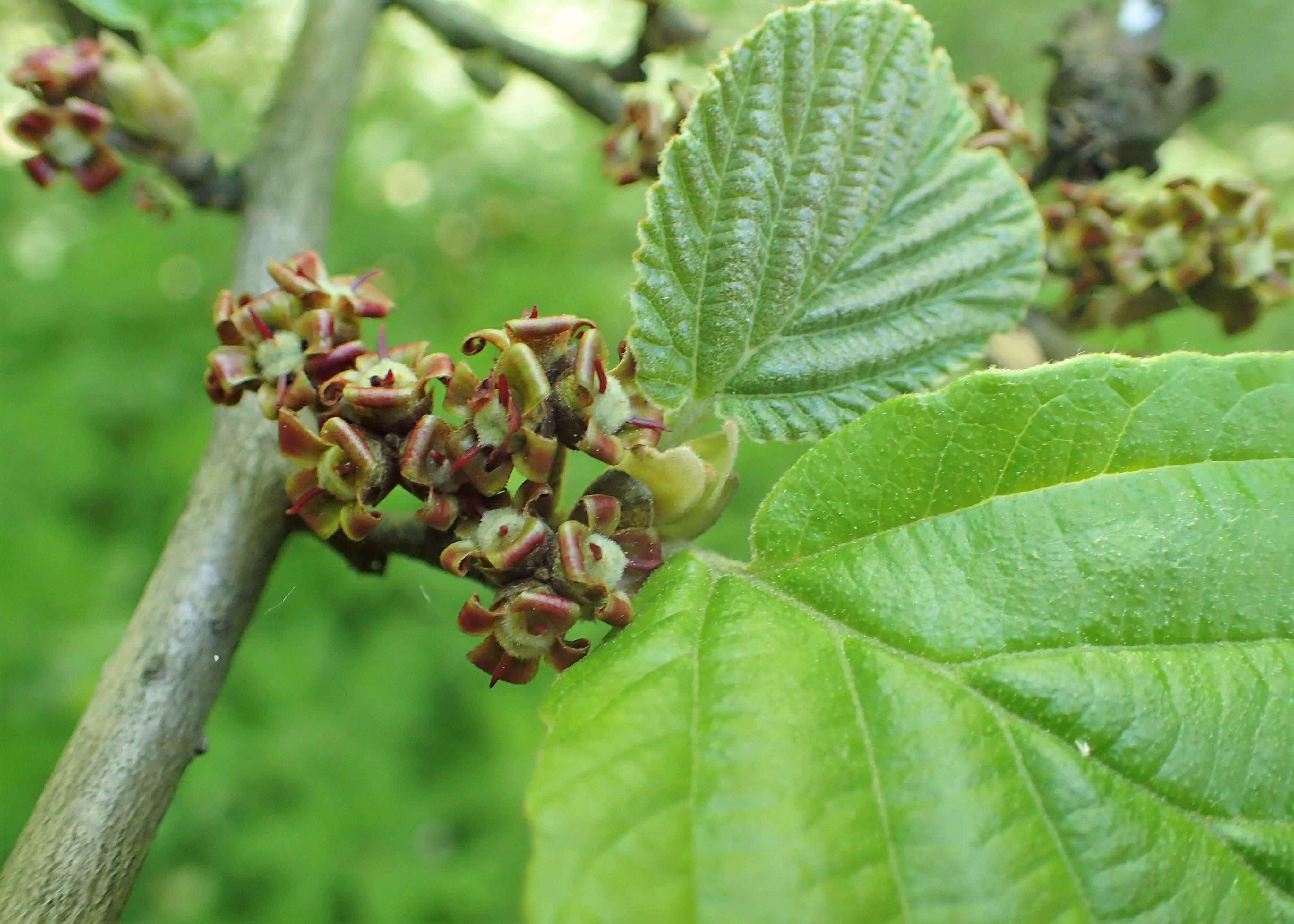 Imagem de Hamamelis vernalis Sarg.