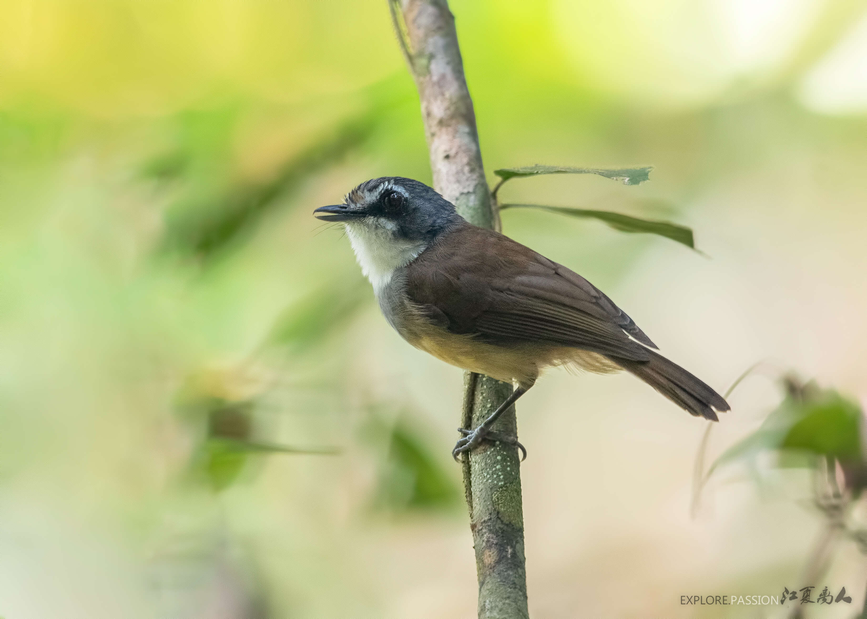 Image of Grey-breasted Babbler
