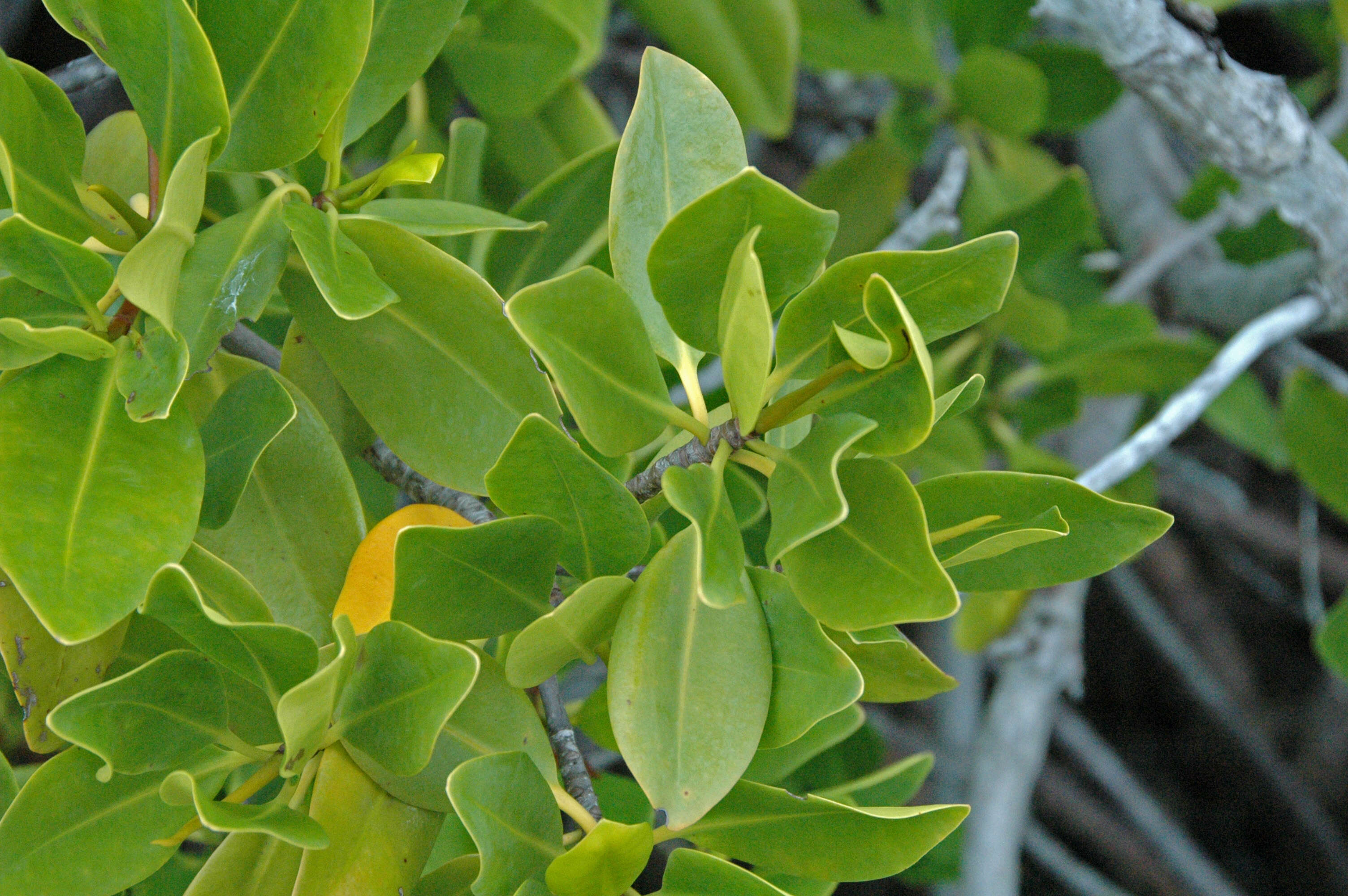 Image of red mangrove