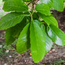 Слика од Quercus annulata Sm.