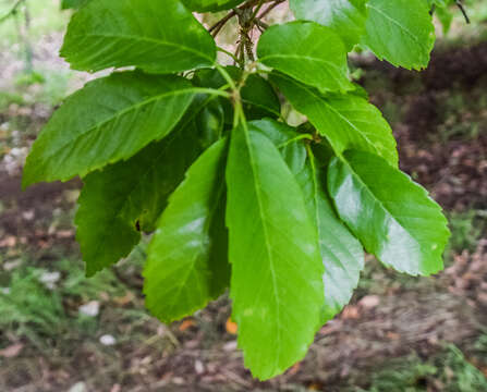 Слика од Quercus annulata Sm.