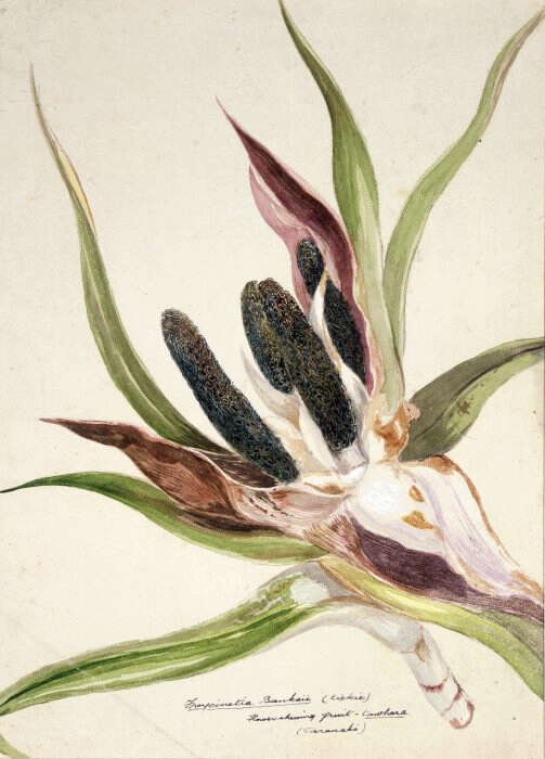 Image of Freycinetia banksii A. Cunn.