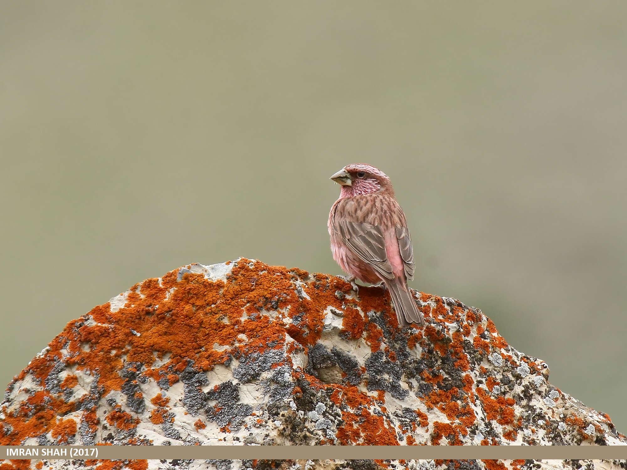 Plancia ëd Carpodacus rhodochlamys (Brandt & JF 1843)