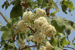 Image of Corymbia foelscheana (F. Müll.) K. D. Hill & L. A. S. Johnson