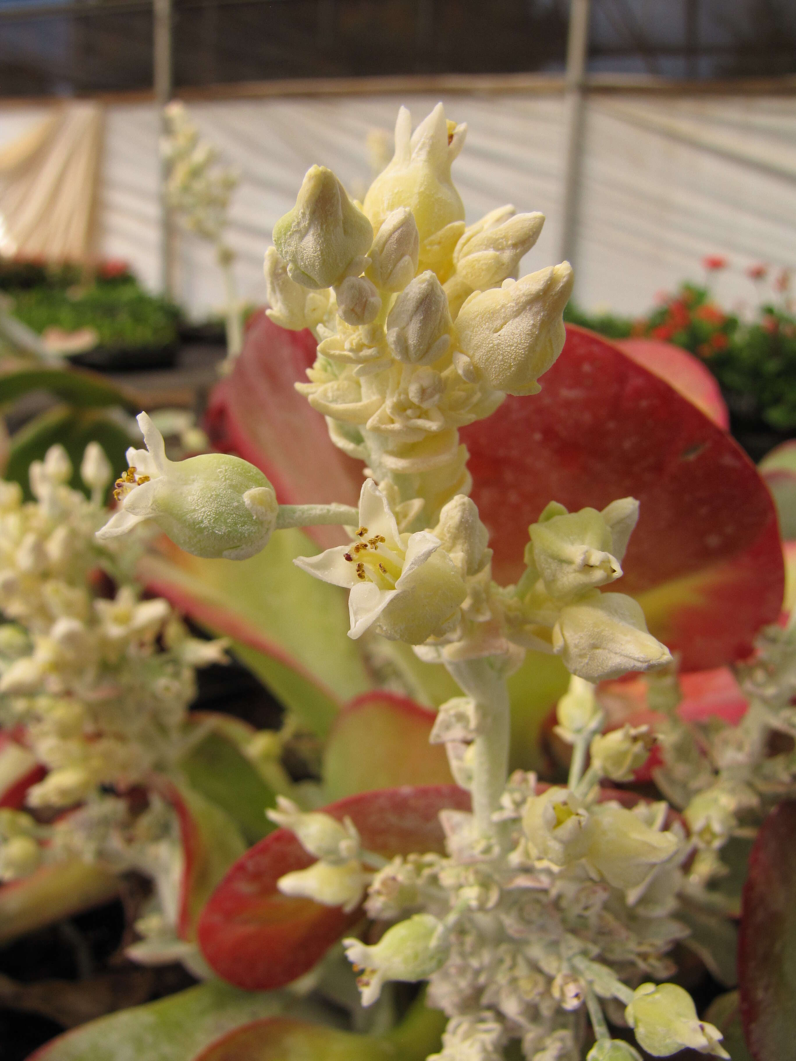 Image of Kalanchoe luciae