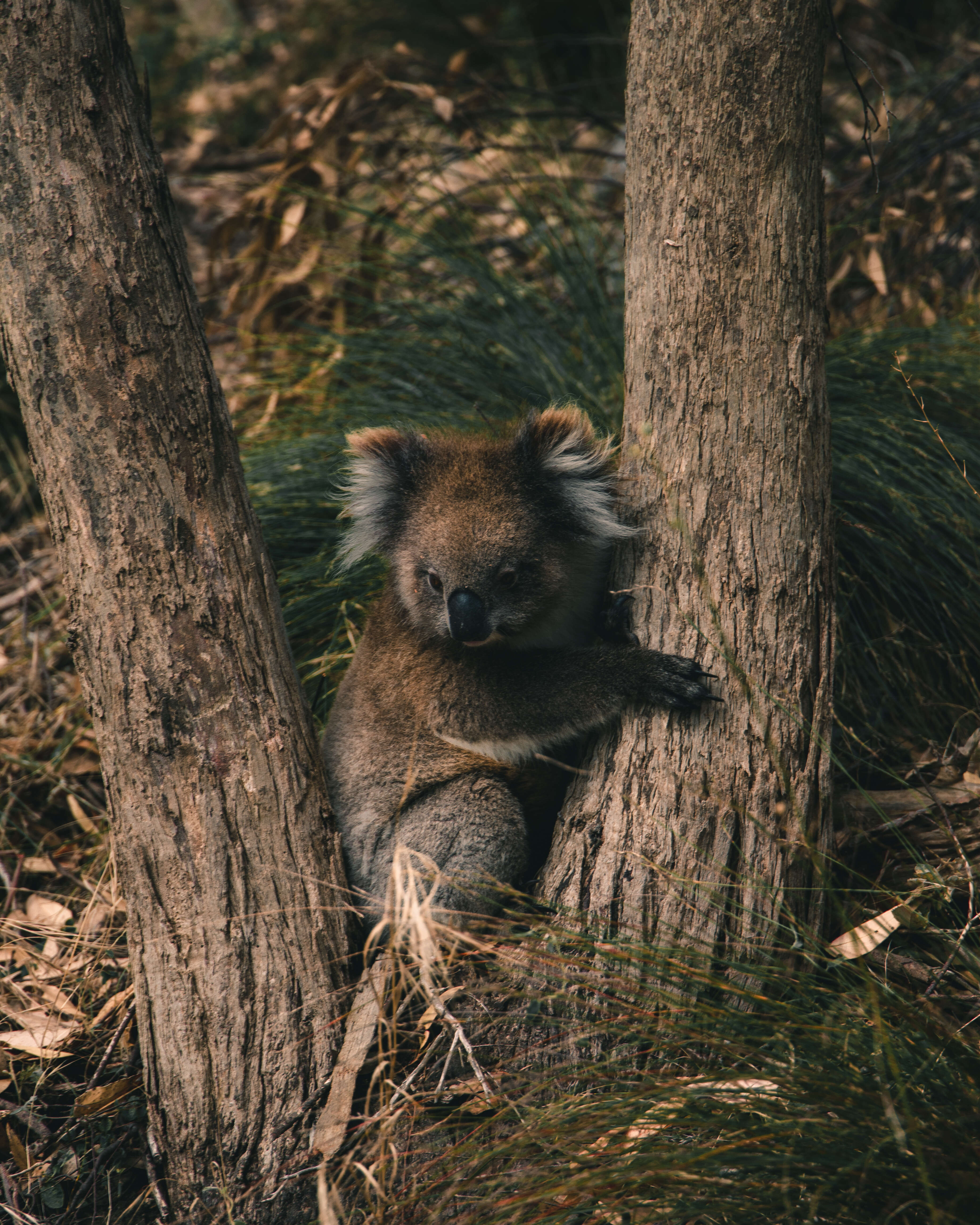 Image of koalas