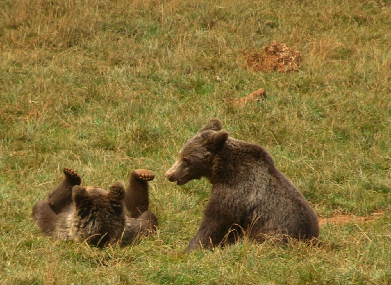 Image of Ursus arctos pyrenaicus