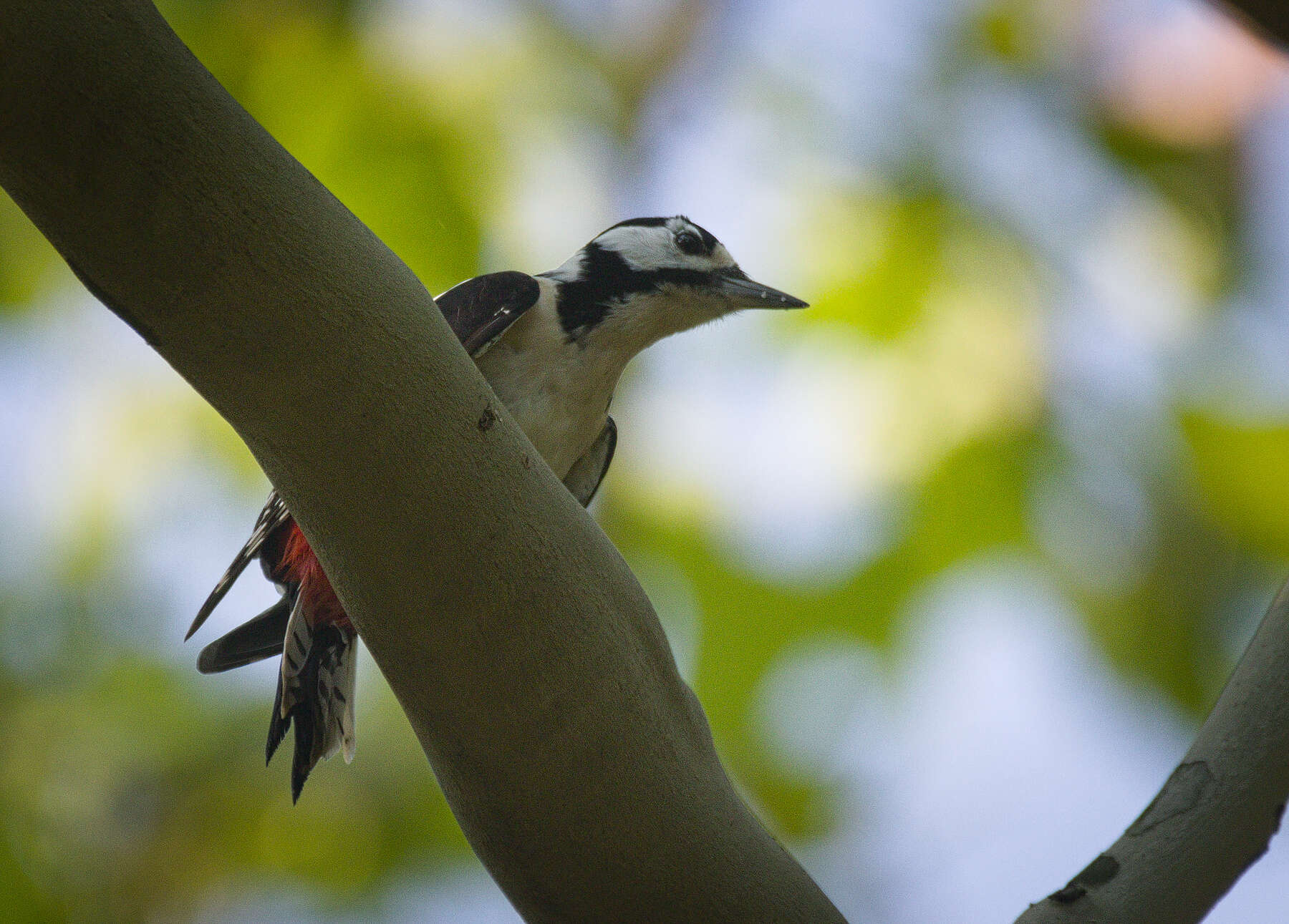 Image of Great Spotted Woodpecker