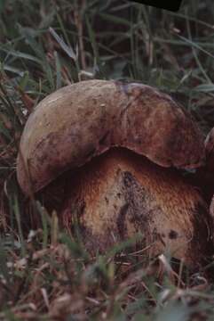 Image of Suillellus luridus (Schaeff.) Murrill 1909