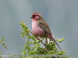 Image of Himalayan White-browed Rosefinch