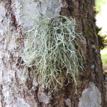 Image of farinose cartilage lichen