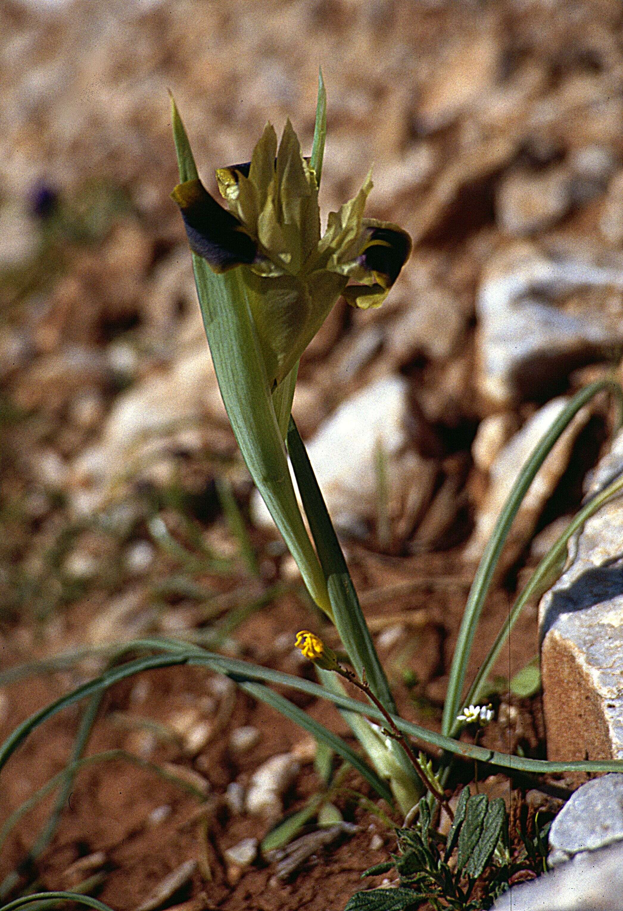 Image of Iris tuberosa L.