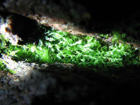 Image of Appalachian shoestring fern