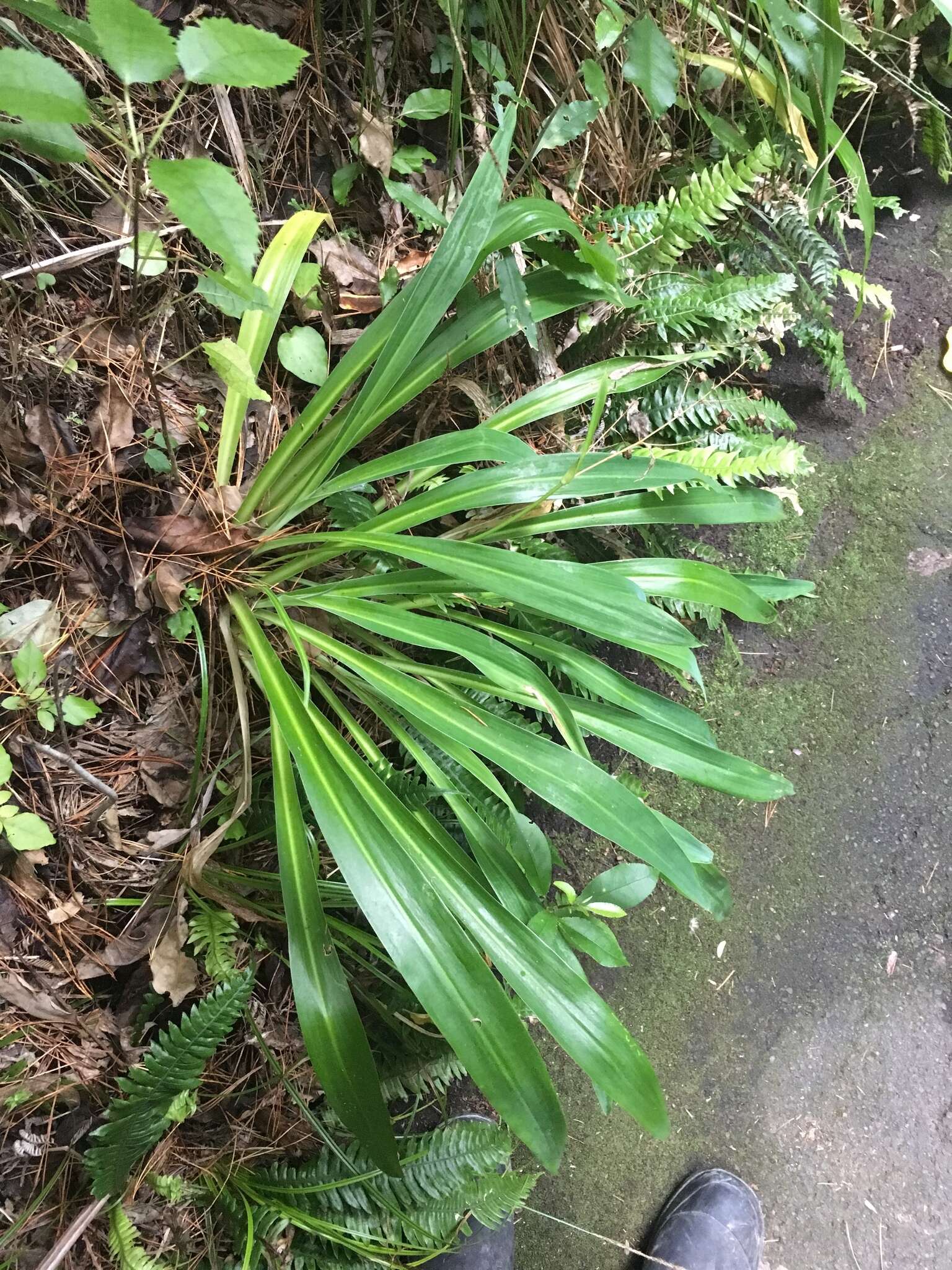 Image of Arthropodium cirrhatum