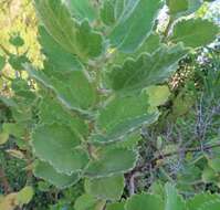 Image of Ginger Bush