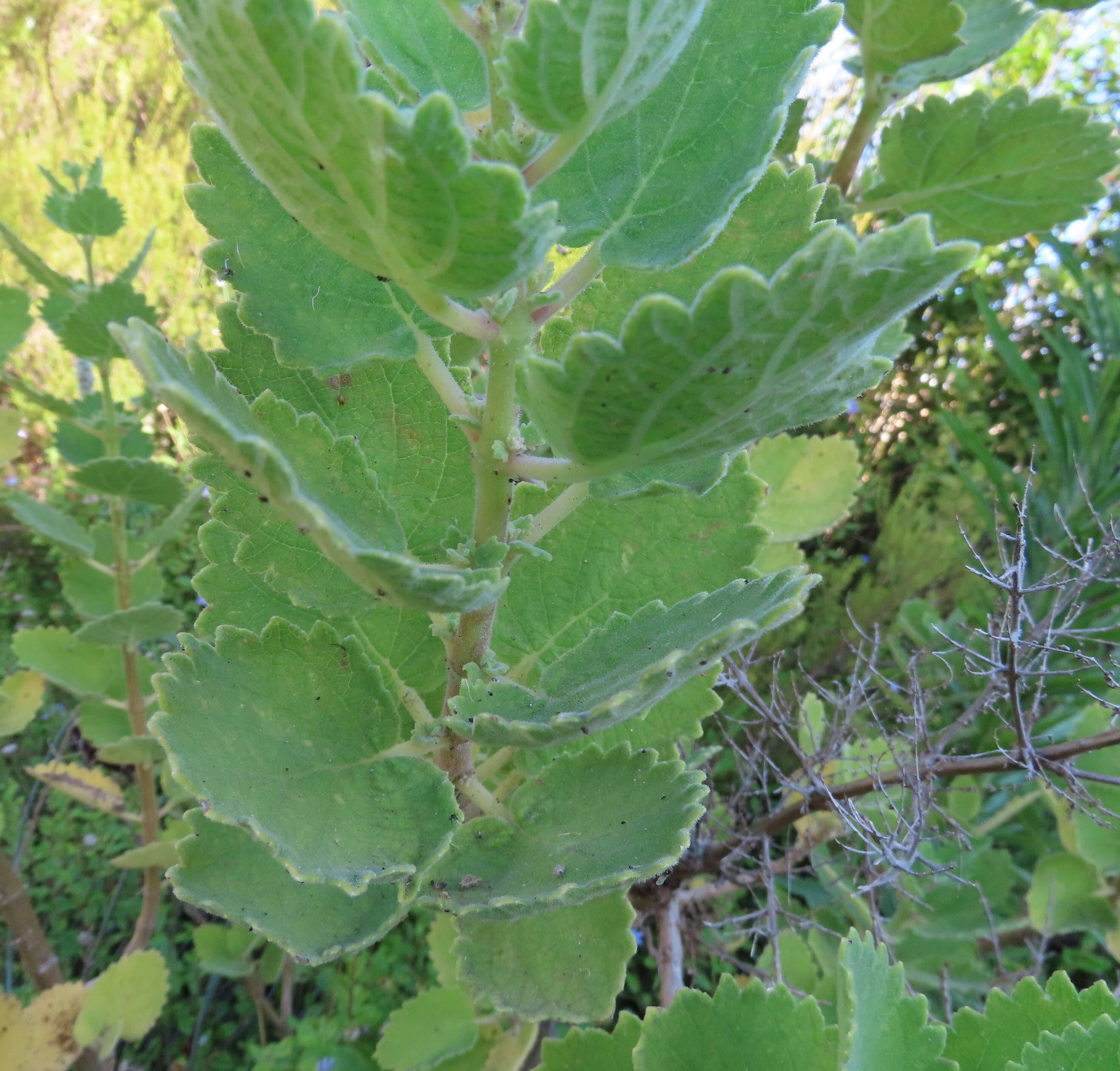 Слика од Tetradenia riparia (Hochst.) Codd